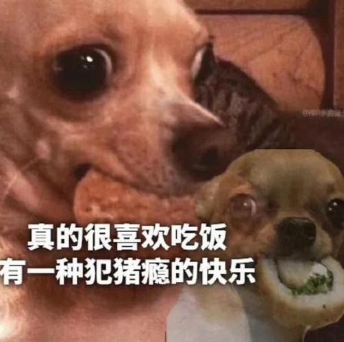 猪瘾犯了是什么梗-抖音猪瘾犯了梗出处意思介绍