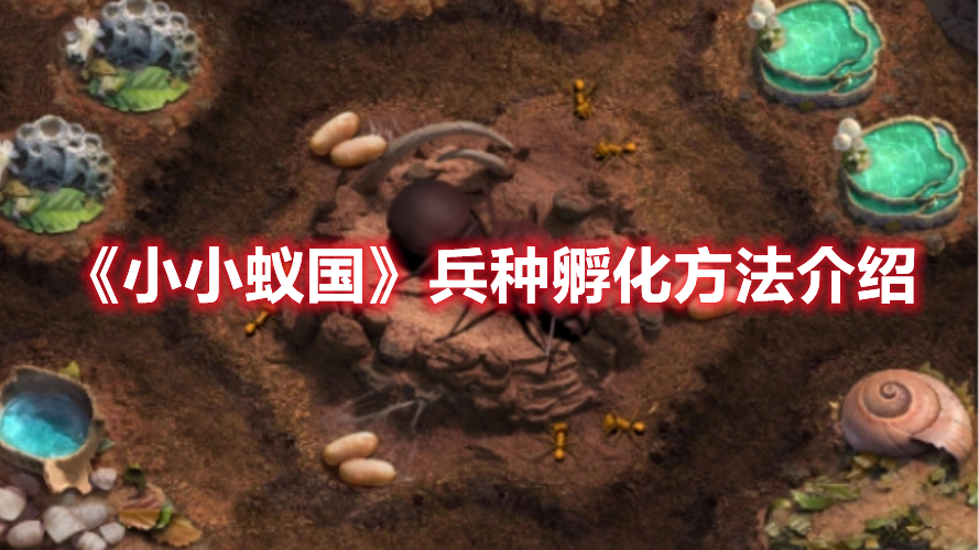 小小蚁国兵种怎么孵化 小小蚁国兵种孵化方法介绍