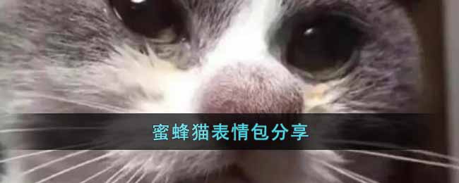 蜜蜂猫表情包有哪些 蜜蜂猫表情包分享