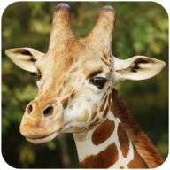 长颈鹿模拟安卓版