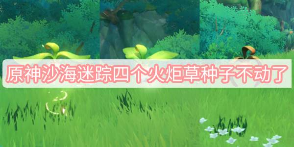 原神沙海迷踪四个火炬草种子不动了 原神沙海迷踪四个火炬草种子不动了图文攻略